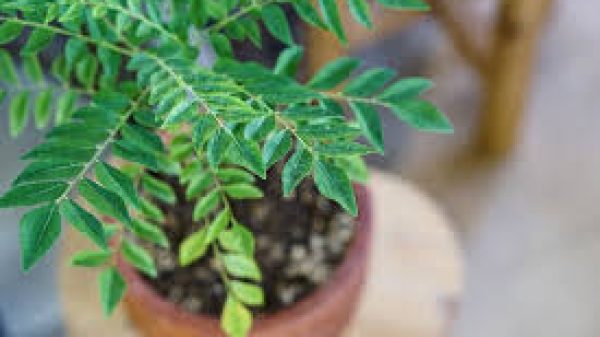 curryleaf