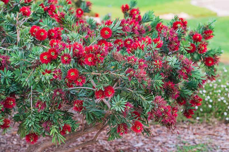 bottlebrush