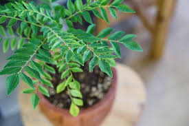 curryleaf