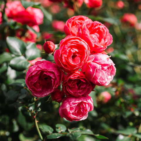 rose