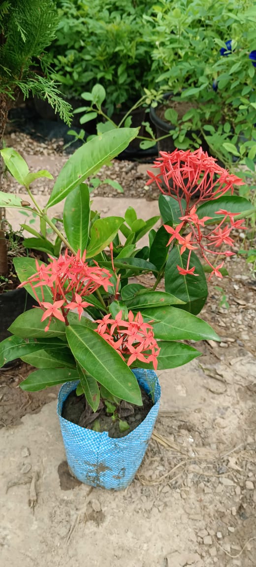 IMG-20250720-WA0005