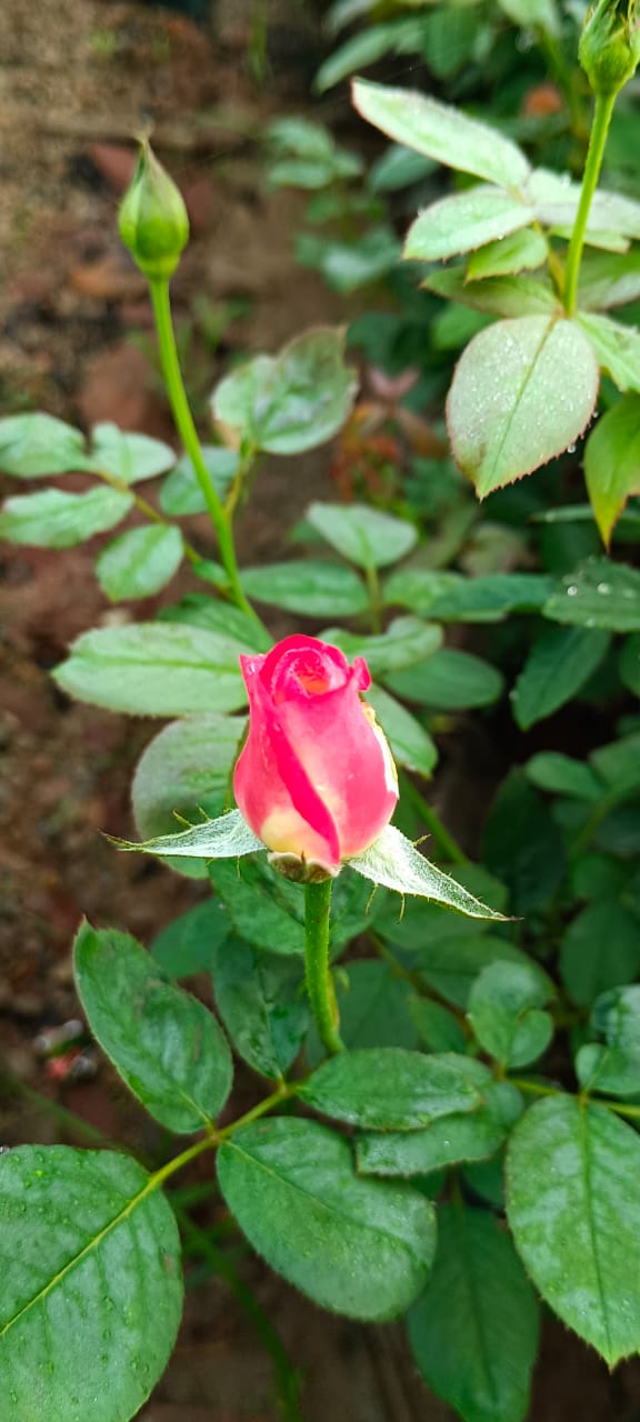 IMG-20250720-WA0009